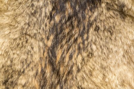 the background texture of the fur pelt of a wild Wolfの写真素材