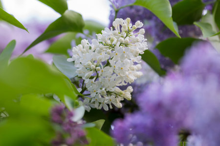 beautiful lilac with white flowers in spring, close-up, outdoors