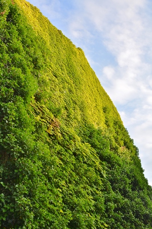 Urban house with walls covered with natural green plantsの写真素材