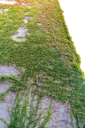 Urban house with walls covered with natural green plantsの写真素材