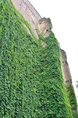 Urban house with walls covered with natural green plantsの写真素材