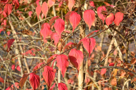 Beautiful colorful autumn leaves on a sunny day in the park 