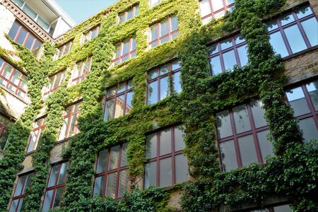 House with walls covered with natural green plants as vertical gardenの写真素材