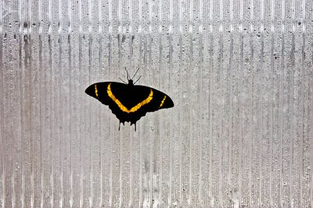 A butterfly with black wings and a yellow pattern sits in ribbed glass.の写真素材