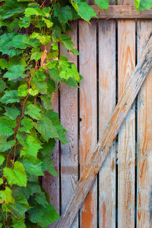 Green vine leaves on an old doorの写真素材