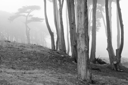 Morning fog in the summer in California park