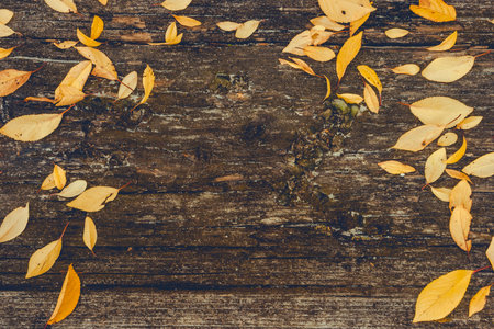 Fallen autumn leaves lie on a wooden board