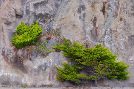 Green trees are growing on the rocks in Californiaの写真素材
