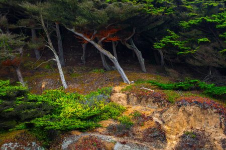 Trees growing on a hillside in California parkの写真素材