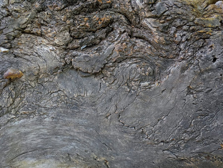 The texture of the old tree trunk is shot close-up