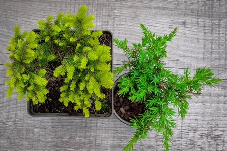 Young shoots of spruce and juniper in black pots stand on an old boardの写真素材