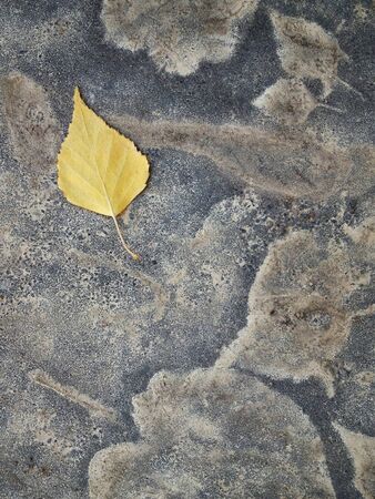 Yellow autumn leaf lies on an old concrete stepの写真素材