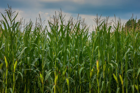 Corn field with ripe cobs shot against a cloudy sky