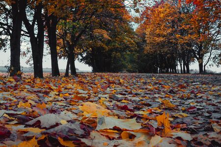 Yellowed foliage on an autumn country road going between thinned maplesの写真素材