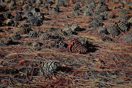 A lot of fir cones that fell into the dry grass in the forest