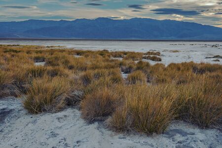 The bottom of a dried up salt lake with growing bushes is taken in the evening against the background of mountains,USAの写真素材