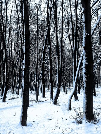 Snow-covered tree trunks in a winter city parkの写真素材