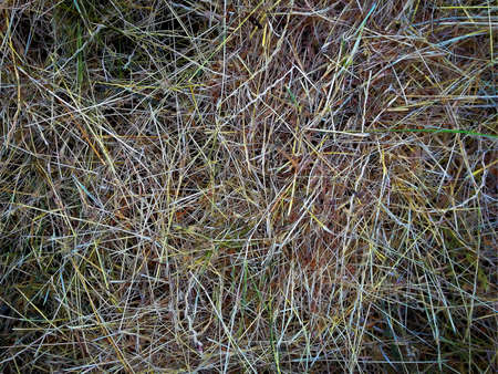 A fragment of drying grass cut close upの写真素材