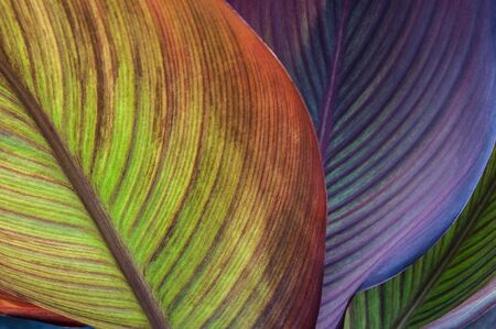 Canna leaves of different colorsの写真素材
