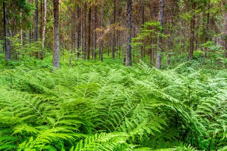 forest overgrown with ferns, forest sceneの写真素材