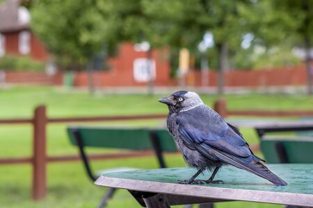empty city, quarantine, birds in a cafeの写真素材