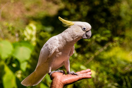 A cute parrot (sulphur-crested cockatoo) resting on the man\\の写真素材