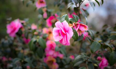 garden rosesの写真素材