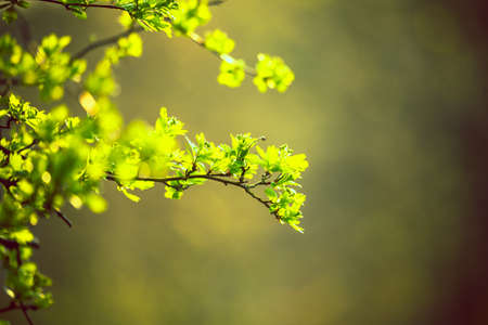 green boughの写真素材