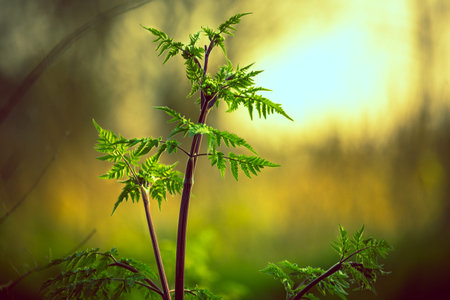 young plant