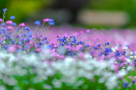 soft flowersの写真素材