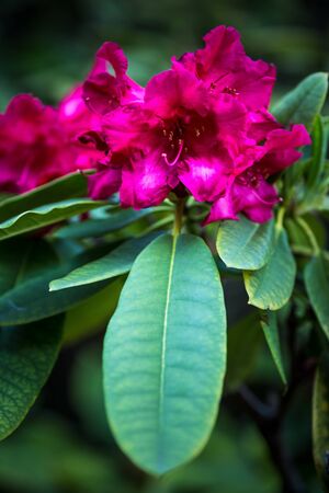 azalea flowerの写真素材