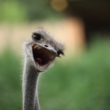 Ostrich portrait in the zoo