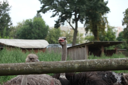 Ostrich portrait in the zooの写真素材