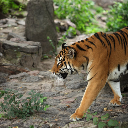 Tiger portret in the zoo