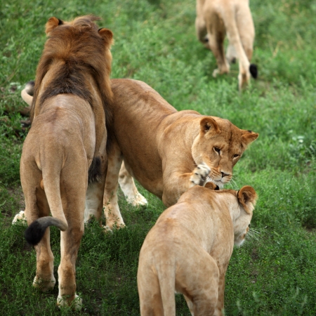 Lions portrait in the zooの写真素材