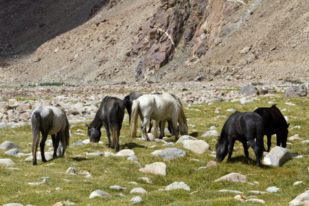 Horses feed in Himalayas Mountainsの写真素材