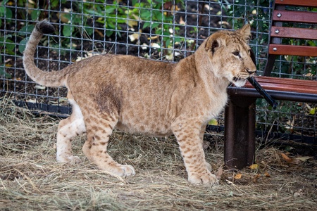 A young funny lion playの写真素材