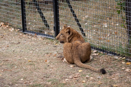 A young funny lion playの写真素材