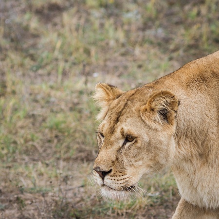 Portrait of a lioness close-upの写真素材