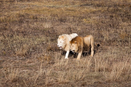 Two lions walking through the savannaの写真素材