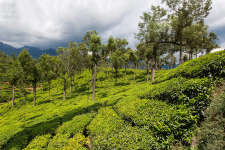 Tea plantations in India. Province Kerala