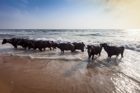Cows swimming in the Indian Oceanの写真素材