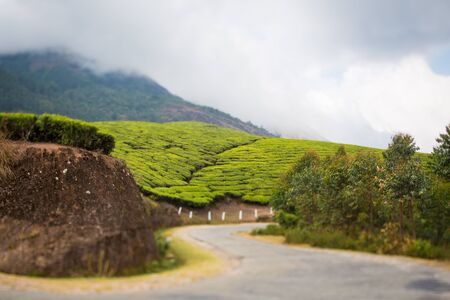 Tea plantations in India. Province Keralaの写真素材