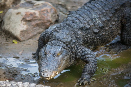 Crocodile in the Indian Reserve