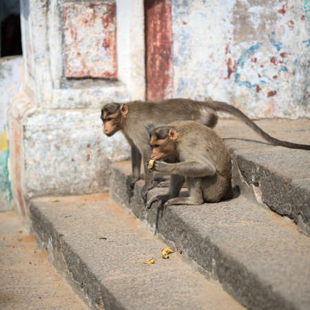Monkey sitting on the steps and eat bananasの写真素材