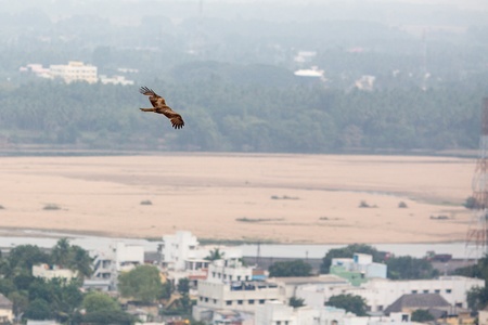 Eagles are flying over the roofs of the Indian city of Maduraiの写真素材
