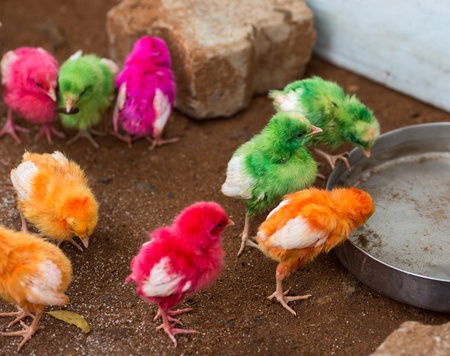 Indian chicks, painted with bright colorsの写真素材