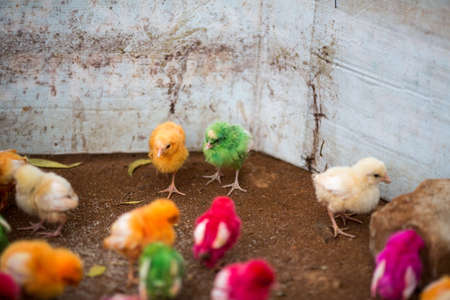 Indian chicks, painted with bright colorsの写真素材