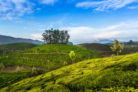 Tea plantations in India. Province Kerala