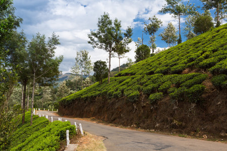 The road through plantations in India. Province Kerala